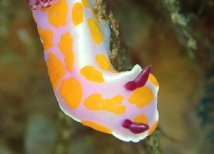 marine field station sea slug